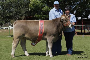L 4633 - IBA 1405, Vers kampioen Ian & Ansie Botes, Braun Kristalle Braunvieh stoet, (0725960462 - Ansie, 0823780934 - Ian)